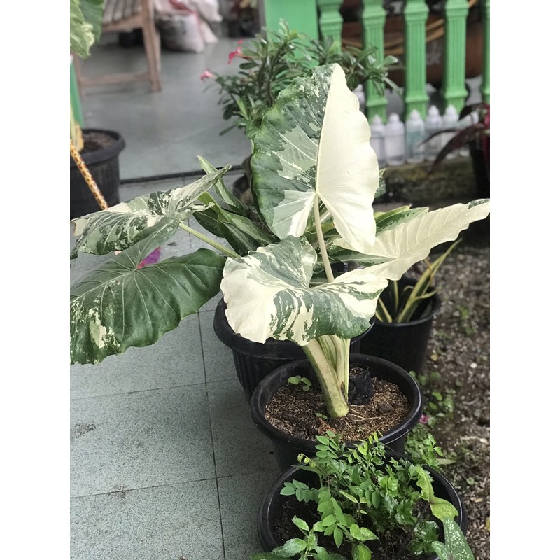 keladi varigata / keladi sente