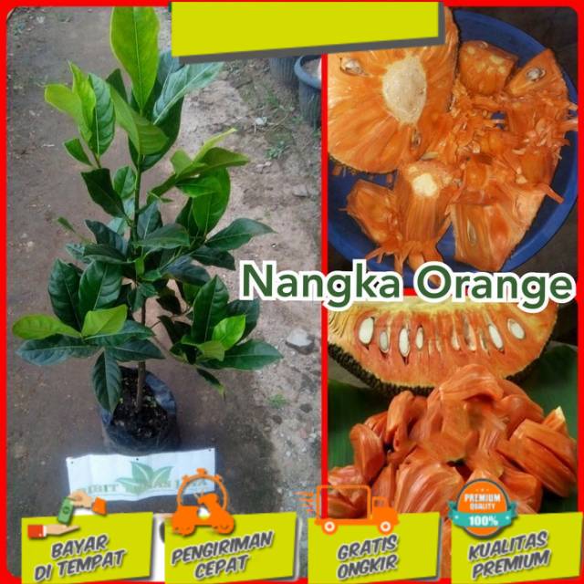 Bibit nangka orange