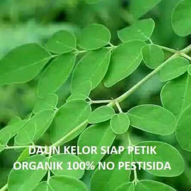 

Fresh Daun Kelor Organik 300gram