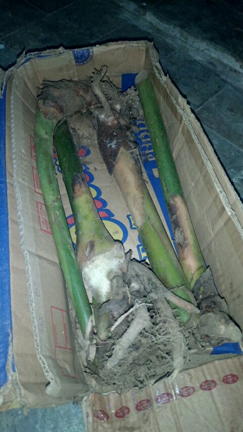 Manbar - Bibit Honje Merah Atau Honje Laka