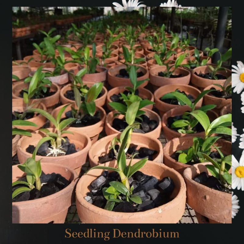 Seedling Dendrobium