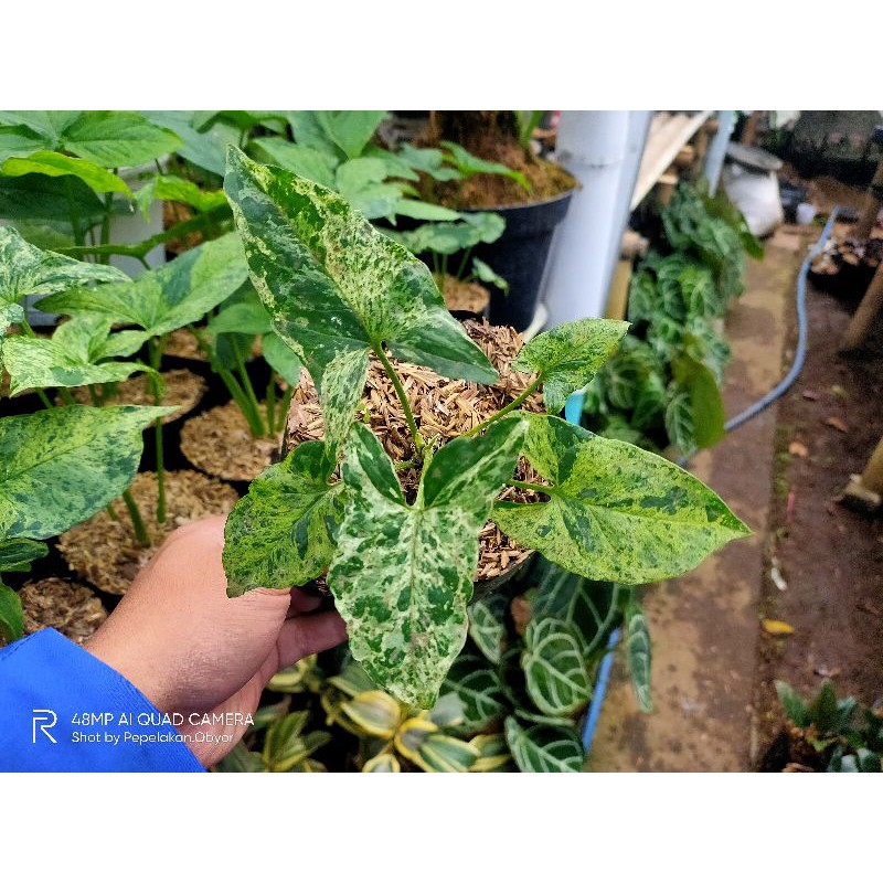 Syngonium Mojito / Syngonium Variegata