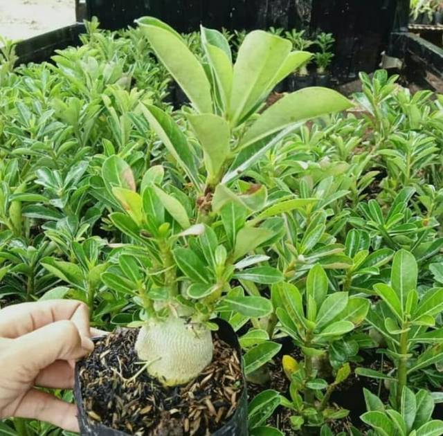 Bibit Bunga Kamboja Adenium Golden Years - Tanaman Hias