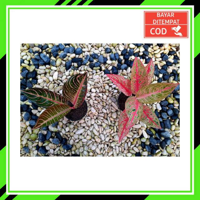 

[✅COD] PAKET 2 POHON - (AGLONEMA PAKET) / PRIDE OF SUMATRA & RED LEGACY / AGLONEMA PAKET MURAH