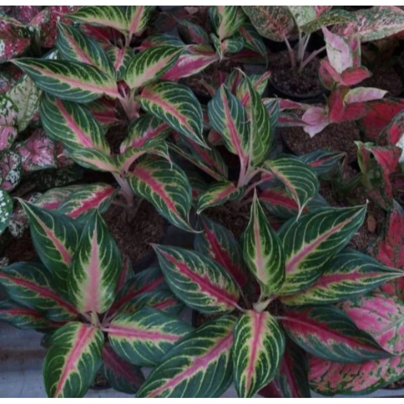 Aglonema red sunset - sunset merah - aglonema sunset merah