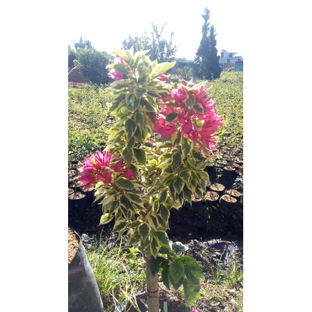 tanaman bunga bougenville varigata pink