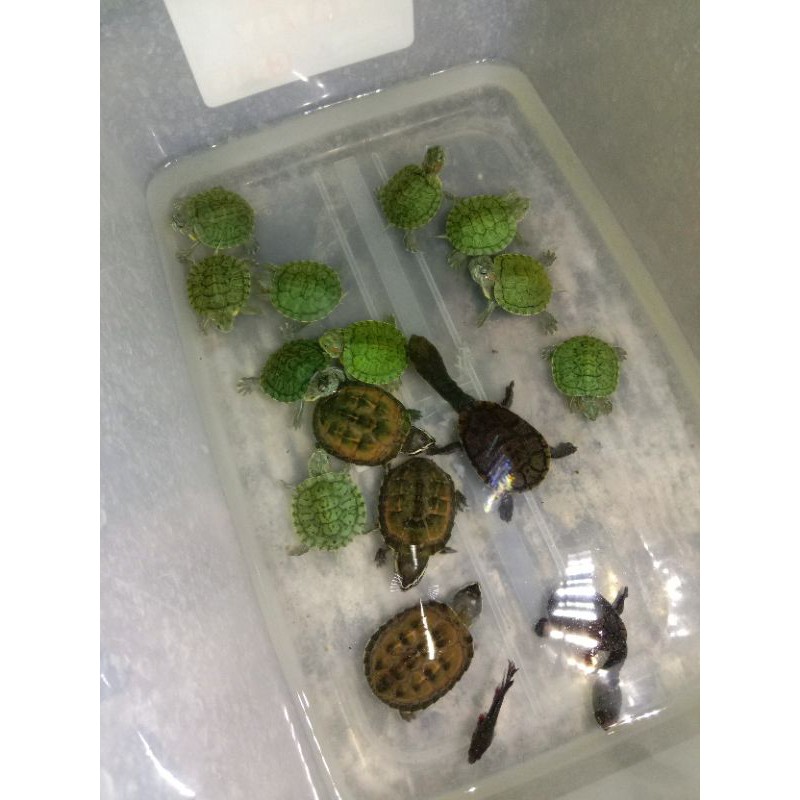 Update baby siebenrocky