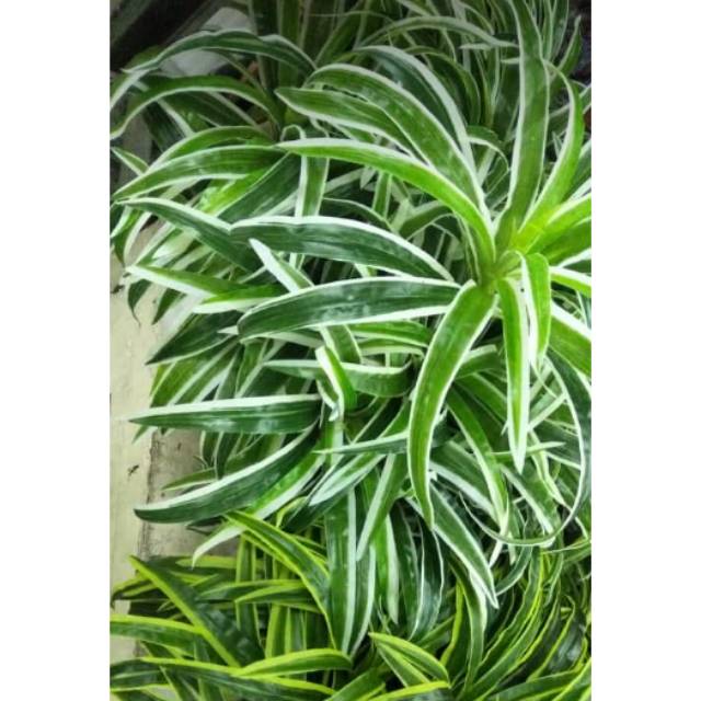 Jual Daun Plastik Artificial Shopee Indonesia