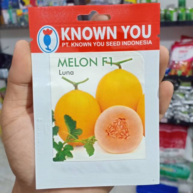 KYS - benih MELON LUNA isi 5 biji - bibit melon kuning - known you seed