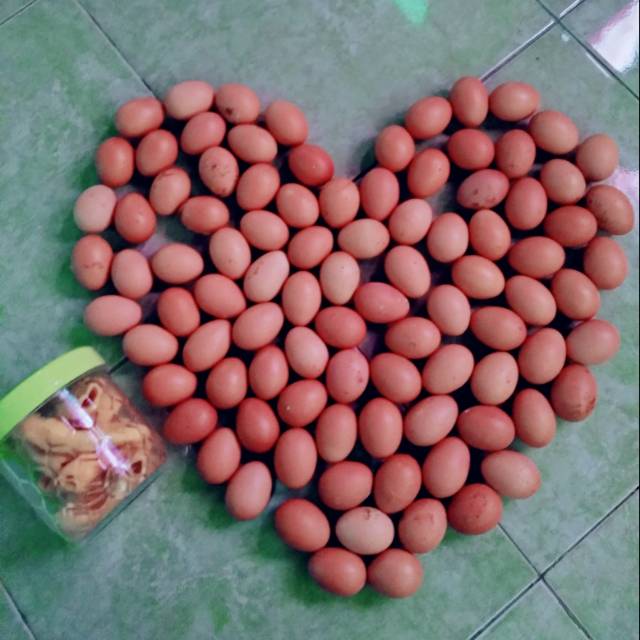 

Rp.10.000/6 biji "Telur Ayam Ras Sudah Matang"Superr Murah