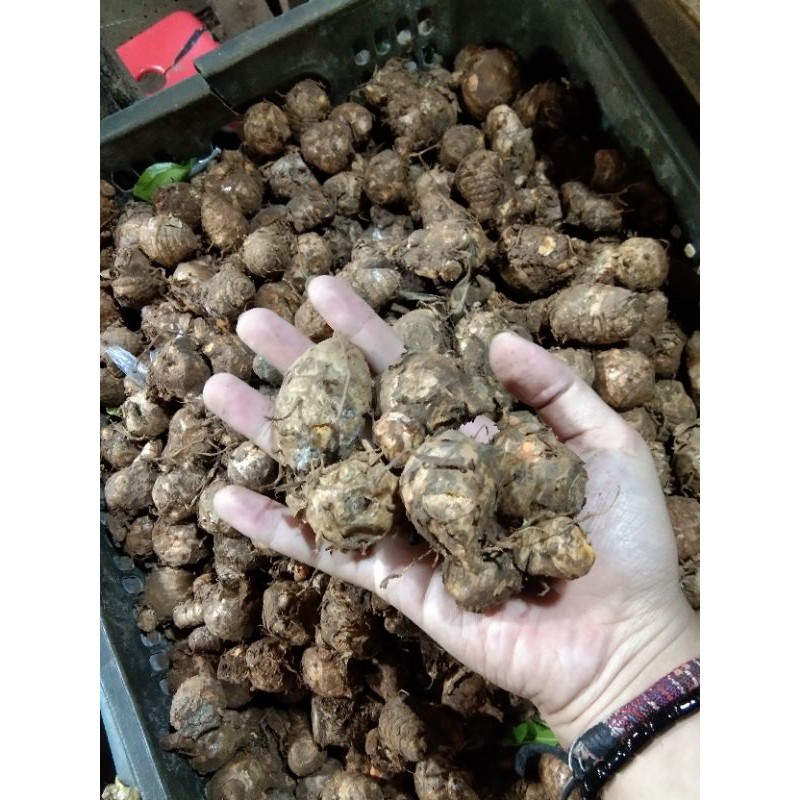 

Biang kunyit (1kg)