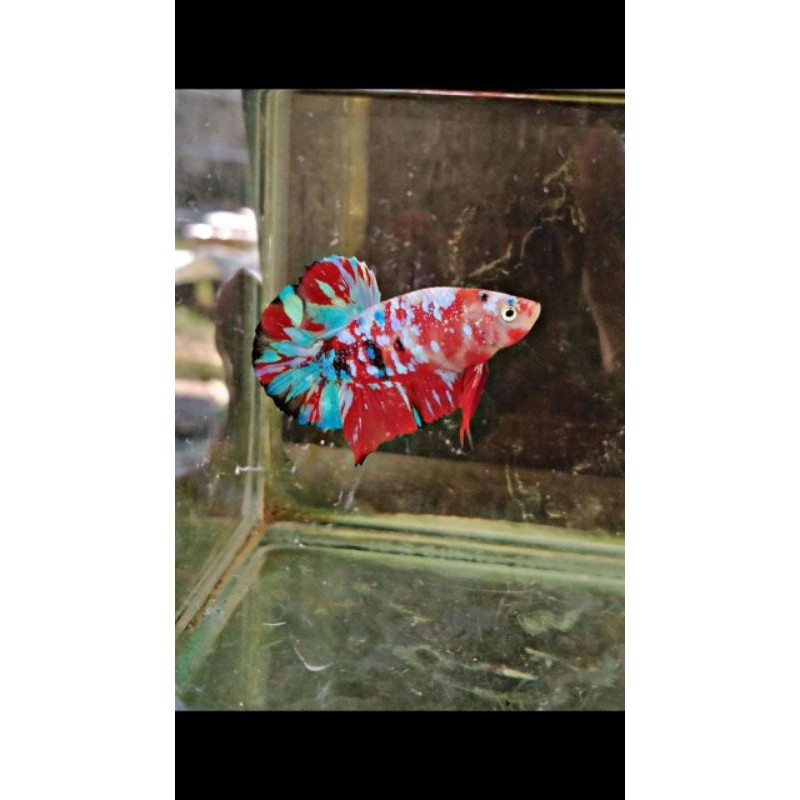 

cupang koi galax ymulty color
