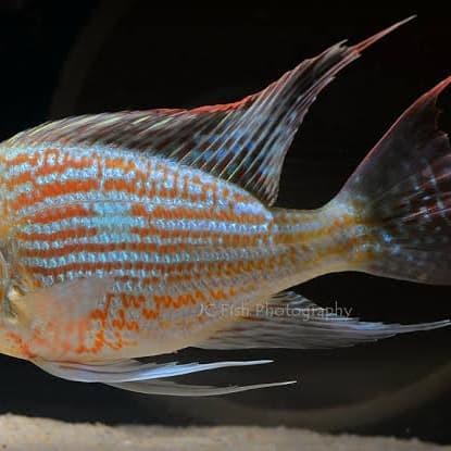 Geophagus sveni