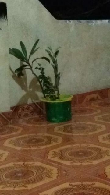 Tanaman Buah Loquat / Leci Biwa (tinggi 40-60 Cm)