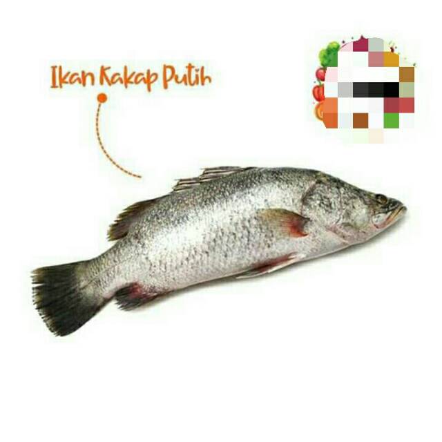 

Ikan kakap putih