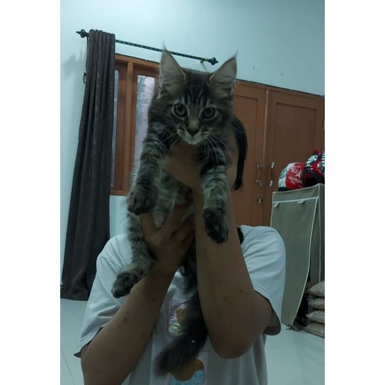 Harga maincoon Terbaru Jun 2026 | BigGo Indonesia