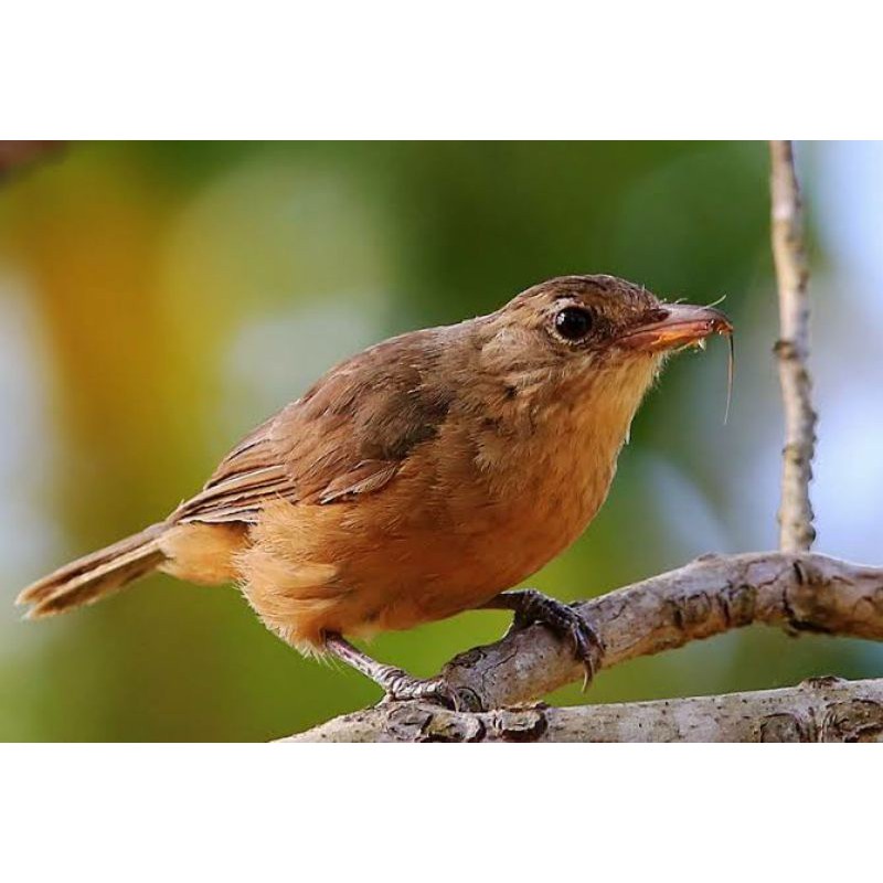 Burung Cucak Emas Papua Voer Total