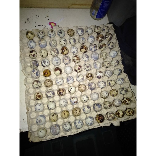 

telor fertil gps hitam 100 butir