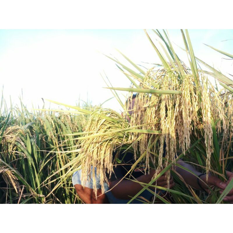 Benih Padi MR 303