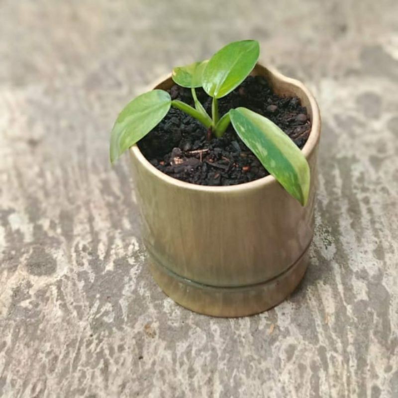 Philodendron josebuono