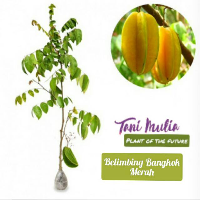 Belimbing Bangkok merah/tanaman belimbing Bangkok merah