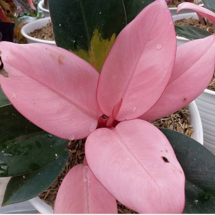 tanaman hias philodendron pink Kongo - Philo pink Kongo