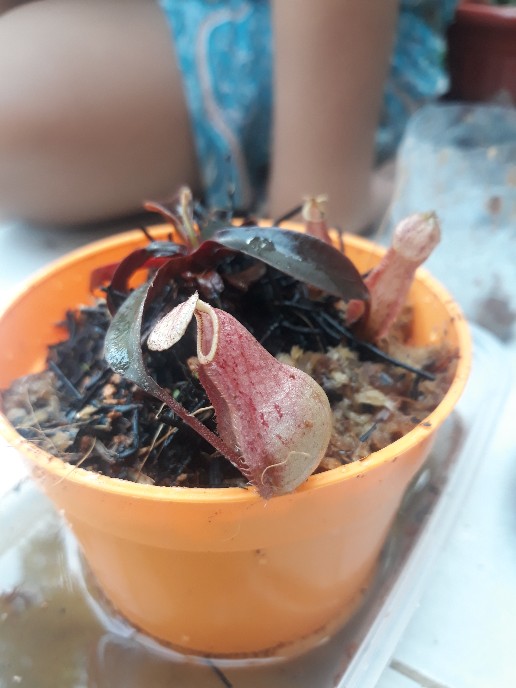 Tanaman Hias Nephentes Raflessiana (s) Hasil Kultur Jaringan