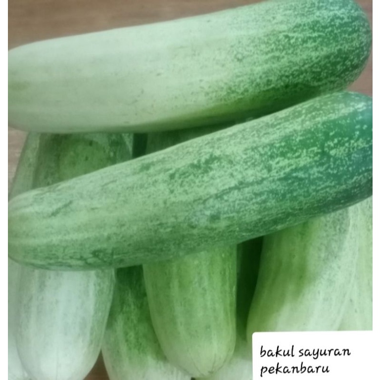 

Timun Lokal Per 500 gram