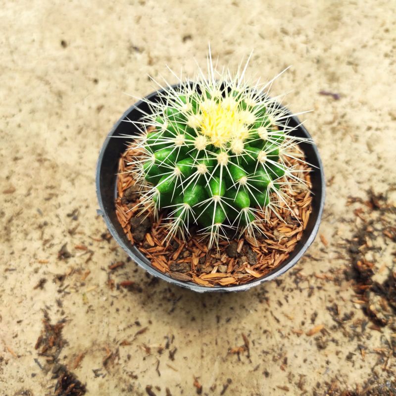 tanaman hias kaktus golden barel