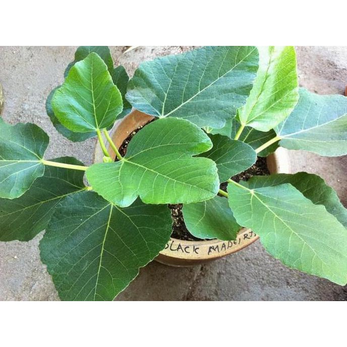 Hot Product ! Tanaman Bibit Buah Tin Black Madeira Bergaransi Lte