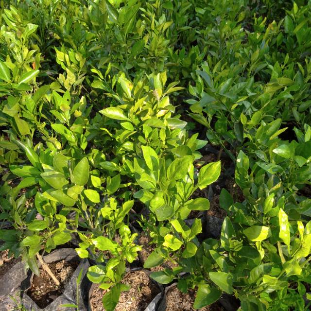 Bibit jeruk dekopon (okulasi)