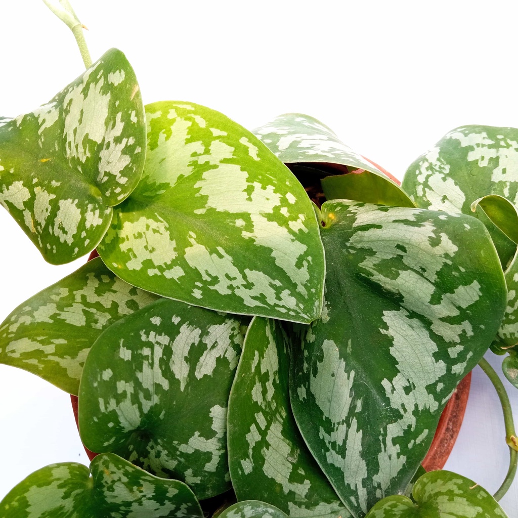 Tanaman Hias Scindapsus Silver Princess | Scindapsus