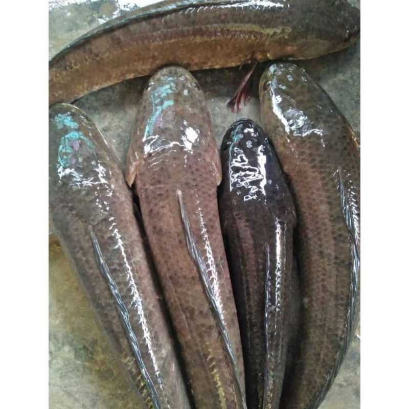 

Ikan Gabus Segar 1 kg
