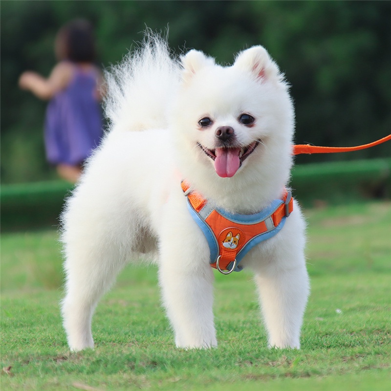 Set Rompi Harness Anjing Peliharaan Dengan Tali Tuntun Untuk Jalan / Lari / Outdoor / Travel