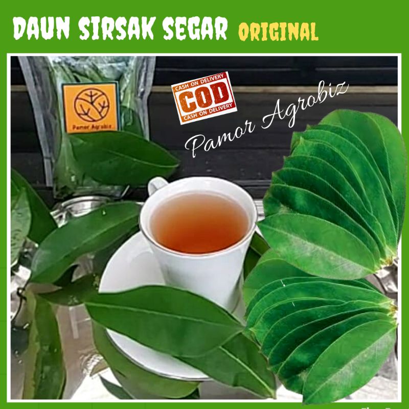 

Obat Herbal Mujarab untuk Asam Urat Diabetes Daun Sirsak Segar Alami Petik Langsung Pohon