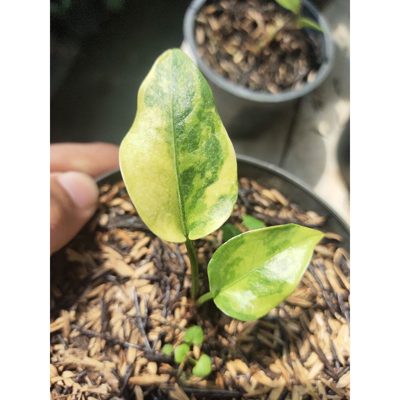hookeri varigata/anthurium hookeri varigated yellow
