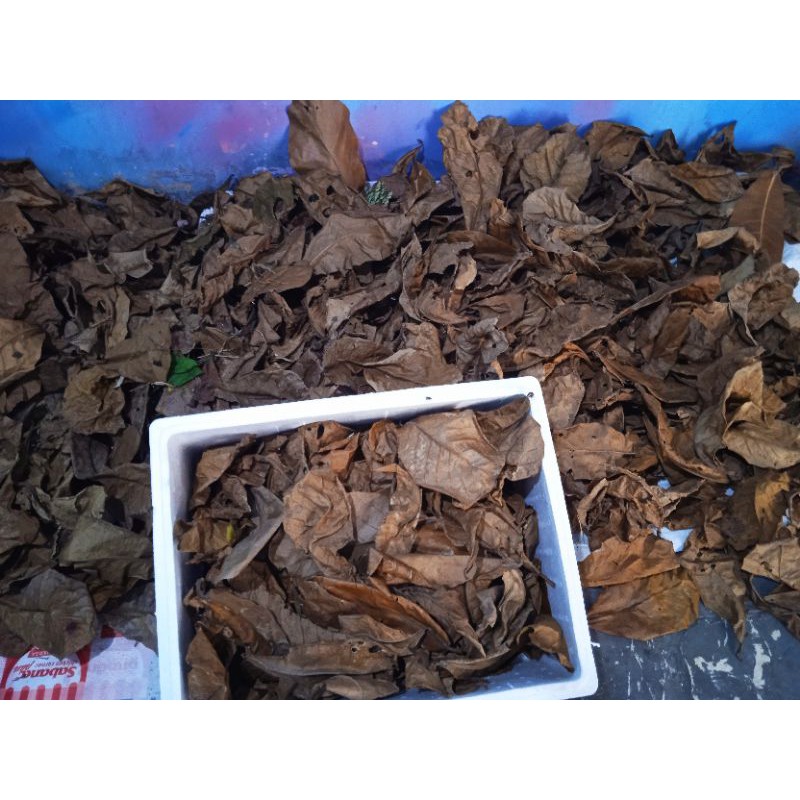 DAUN KETAPANG LAUT PREMIUM 100gram/murah/berkualitas