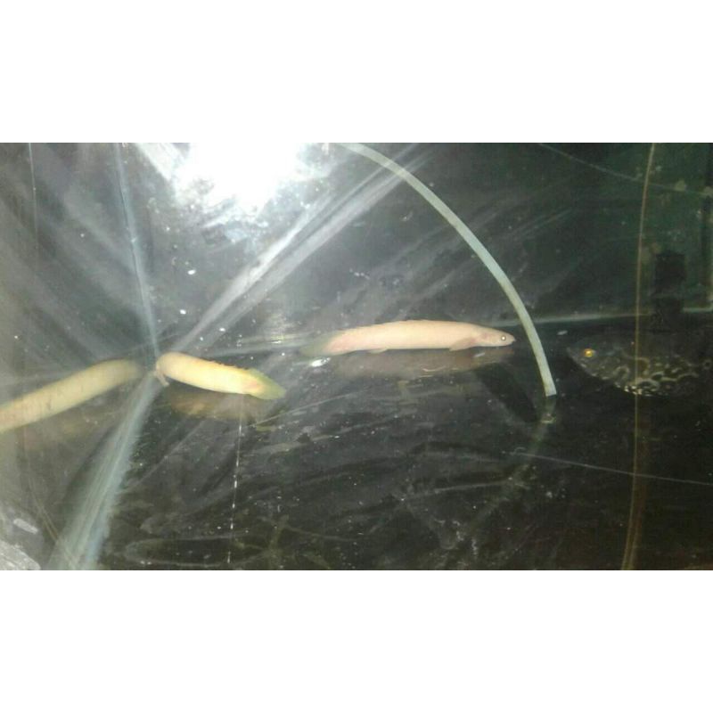 Ikan palmas Albino