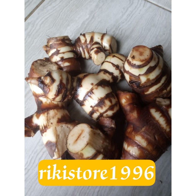 

jual umbi ganyol putih segar 500 gram.