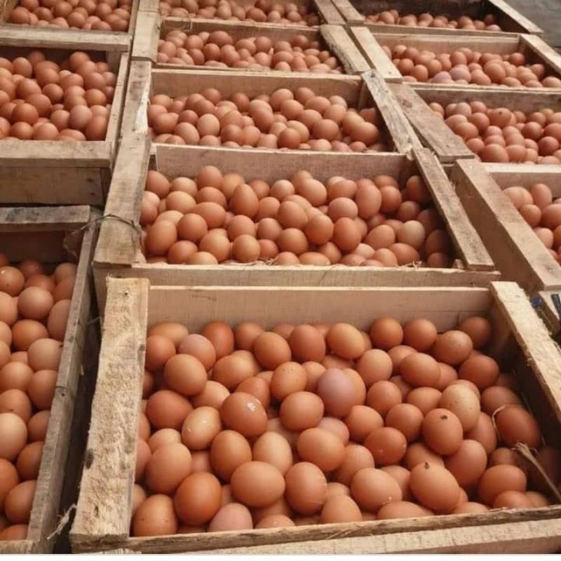 

telur ayam