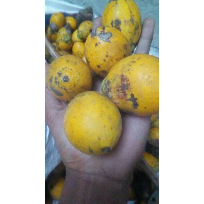 

buah pinang tua matang 1kg