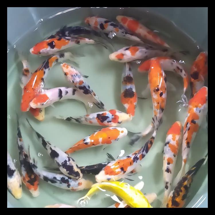 HOT LIST BIBIT IKAN KOI UKURAN 13-15CM PRODUK KEREN