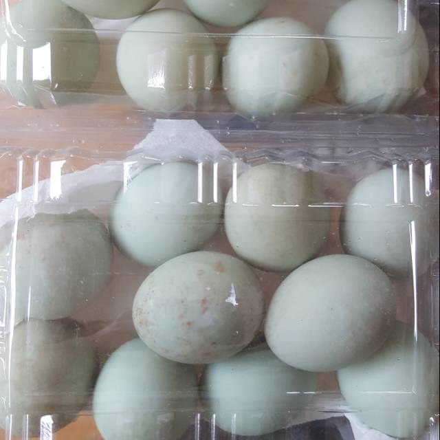 

Telur bebek