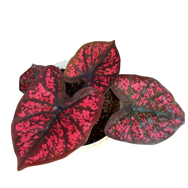 Tanaman Hias Keladi Seven Luck / Tanaman Hias Anakan Keladi Seven Luck Murah / Bunga Hidup / Bunga H