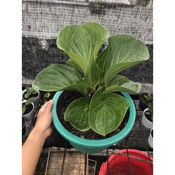 Jemani Mangkok Jaipong Kelas Kontes