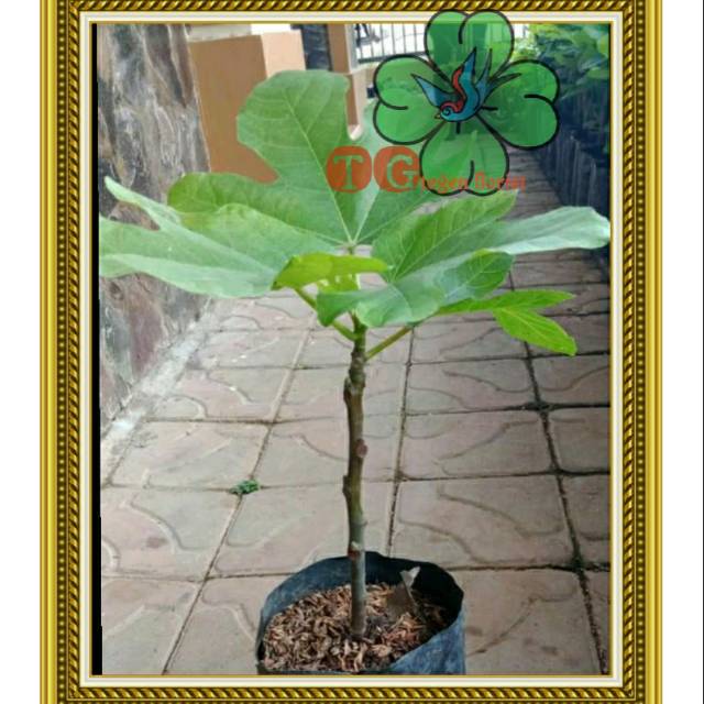 Bibit pohon - buah tin