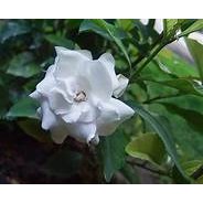 Tanaman Hias Gardenia Jasminoides