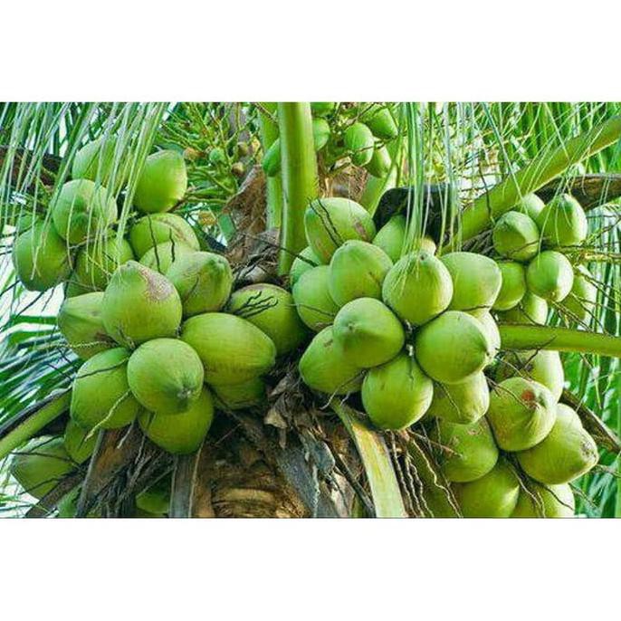 Bibit Kelapa Hibrida entok cepat berbuah - Tanaman Kelapa Hibrida asli 100% - COD Kelapa Hibrida Sup
