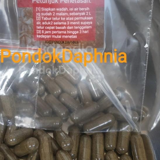 ➸ [NEW] Artemia/ telur artemia air tawar/ Fairy Shrimp for Baby fish ✤