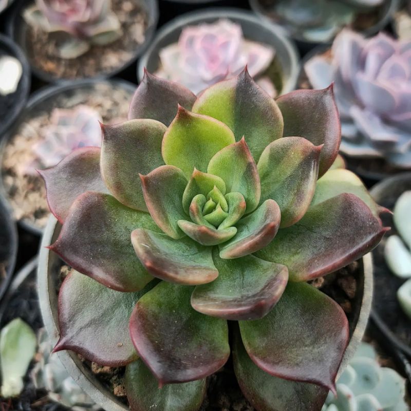 Sukulen Sekulen Echeveria Black Prince Varigata - Sukulen Bandung